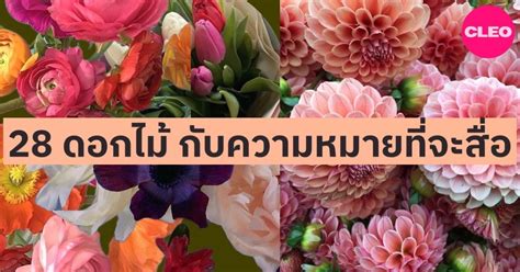 ความหมายของดอกไม 28 ดอกน ทเราอานใจจากเขาได