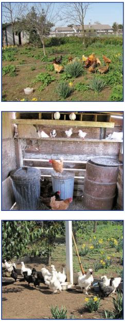 Us Poultry Industry Manual Scope Of The Backyard Poultry Production The Poultry Site