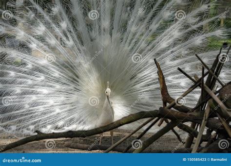 A Leucistic Indian Peacock Stock Image | CartoonDealer.com #101475853