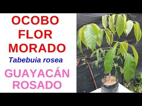 OCOBO FLOR MORADO Tabebuia rosea GUAYACÁN ROSADO YouTube