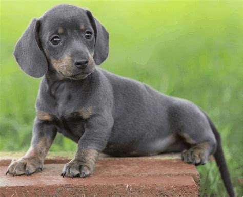 The Blue Dachshund A Rare And Loyal Companion