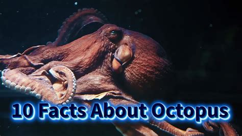 Ten Curious Facts About Octopuses Youtube