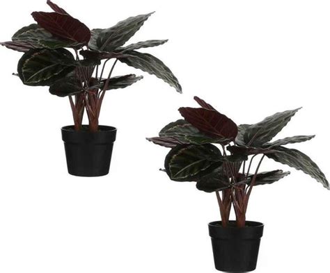 2x pièces Calathea Roseopicta plantes artificielles vertes en pot en