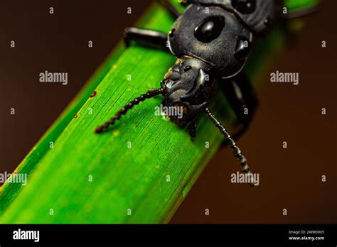 Darkling Beetle Coleoptera Carabidae Insects In Nature Mealworm