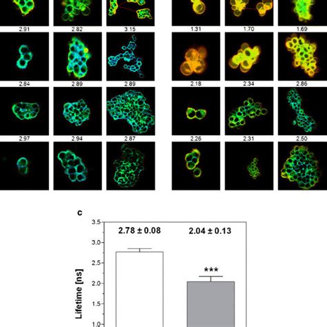 Fluorescence Lifetime Of Tma Dph In Hek Cells Stably Expressing