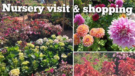 Winter Season Nursary Visit Aur Shopping Winter Season Flowering