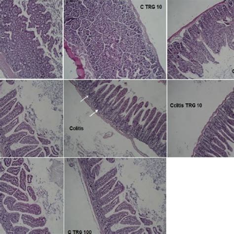 Representative Features Of Histopathologic Evaluations Provided From