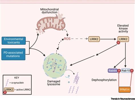 Lrrk2 And Idiopathic Parkinsons Disease Trends In Neurosciences