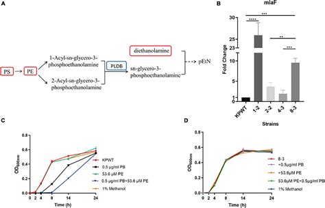 Frontiers Cell Membrane Remodeling Mediates Polymyxin B Resistance In