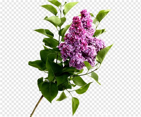 Flower Graphy High Definition Video Lilac Flower Purple Violet