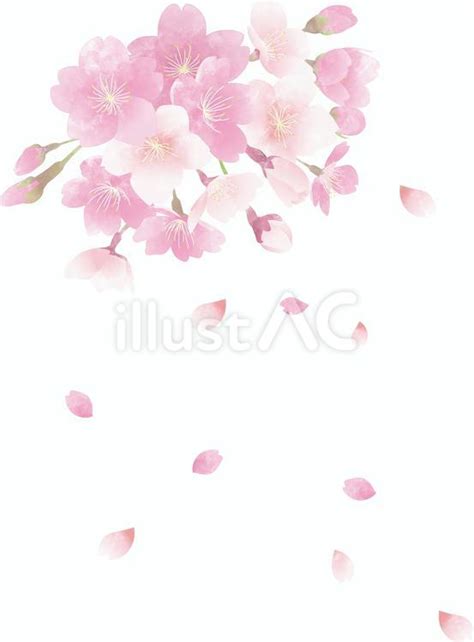 水彩風の桜の花イラスト No 24967992｜無料イラスト・フリー素材なら「イラストac」