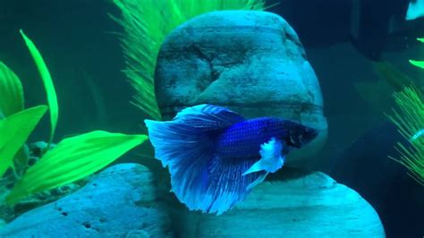 My Elephant Ear Betta Fish - YouTube