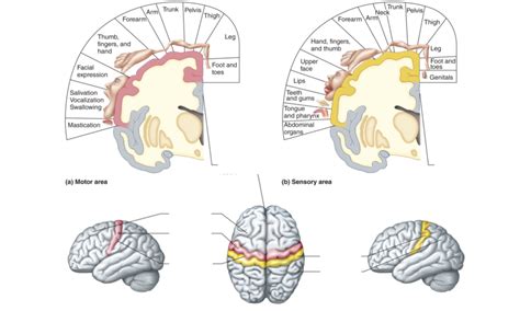 Sensory Brain Diagram | Quizlet