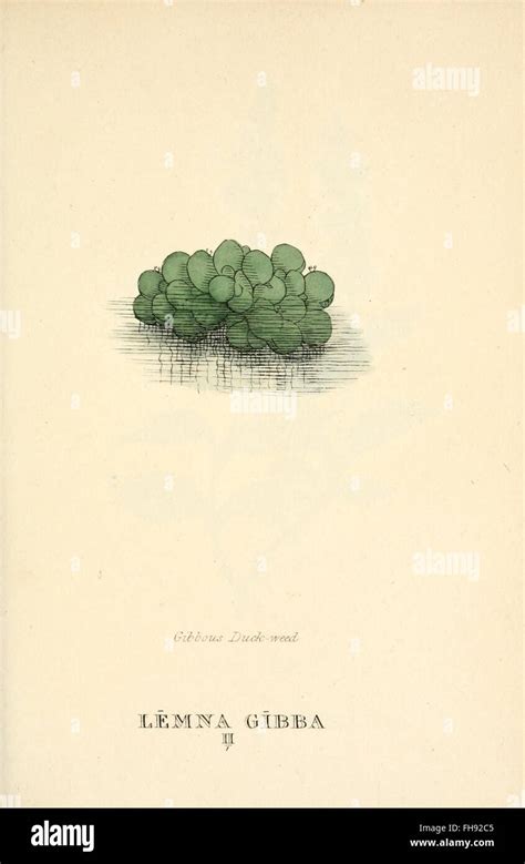 Botany classification pictorial hi-res stock photography and images - Alamy