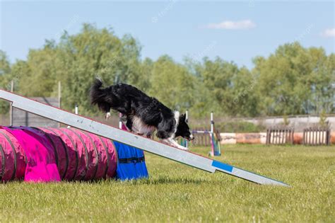 Premium Photo Dog Running Agility Obstacle Dog Walk With Contact Zone