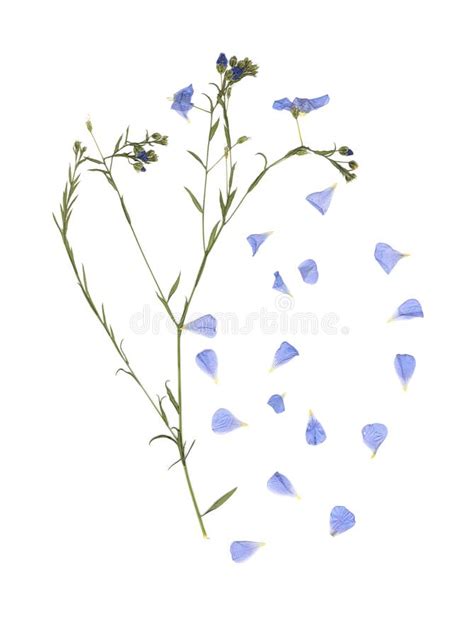 Herbarium Composition Of Pressed And Dried Grass With Blue Flowers On