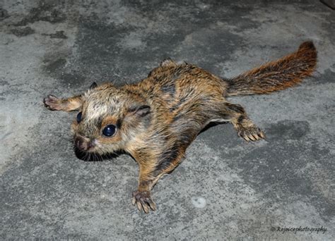 Arrow Tailed Flying Squirrels Genus Hylopetes · Inaturalist