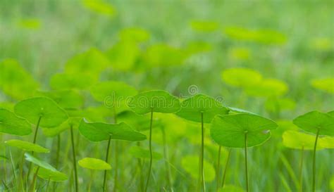 Clover Field Stock Photo Image Of Ecology Field Green 22371774