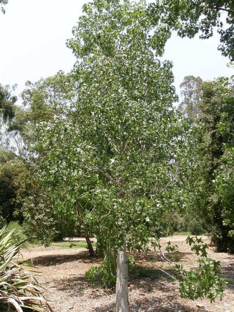 Plantfiles Pictures Broad Leafed Bottle Tree Large Leaved Kurrajong