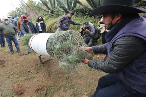 Arranca venta de árboles de Navidad en Xonacatlán Edomex