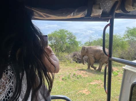 Safari Por El Parque Nacional De Udawalawe Desde Kaluthara Getyourguide