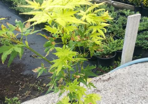 Prunus serrulata kiku shidare Плачеща японска вишна на присадка 225 см ...