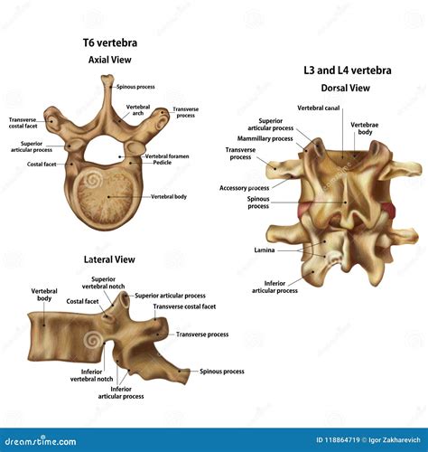 Illustration of Human Vertebrae with the Name Stock Illustration ...