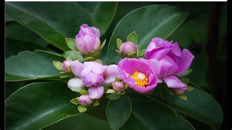 Ora Pro Nobis Rosa Pereskia Grandifolia Pode Salvar Sua Vida Youtube