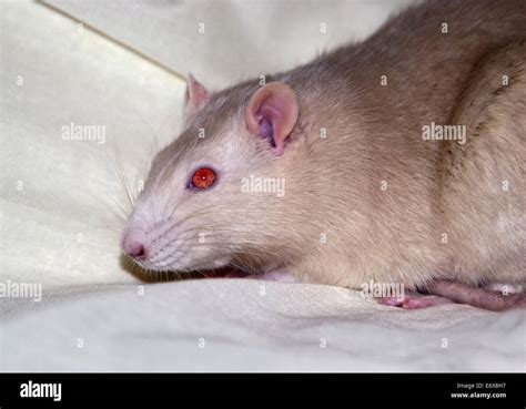 Tame Rats Hi Res Stock Photography And Images Alamy