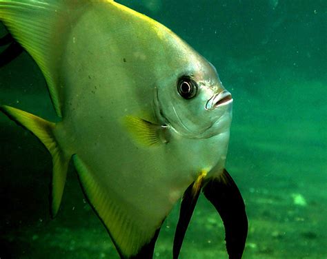 Foto Batfish Bukan Kelelawar Biasa Id