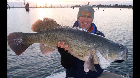 Cm Murray Cod Lake Mulwala Youtube