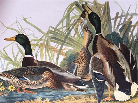 Mallard Duck Large Original Vintage 1964 Audubon Print 14 X 17 Inches