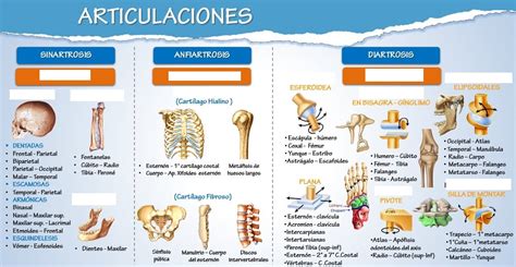 Juegos De Ciencias Juego De Clasificaci N Articulaciones Cerebriti