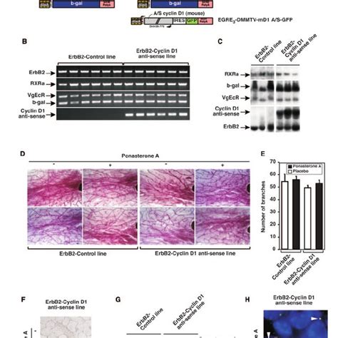 Cyclin D Antisense Regulated Genes In Vivo A Schematic Representation