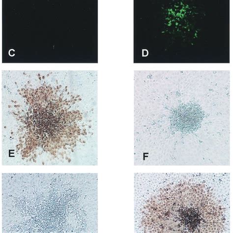 Vsvghagfpna Virus Infected Cells Express Vsvg And Gfp Mdck Cells