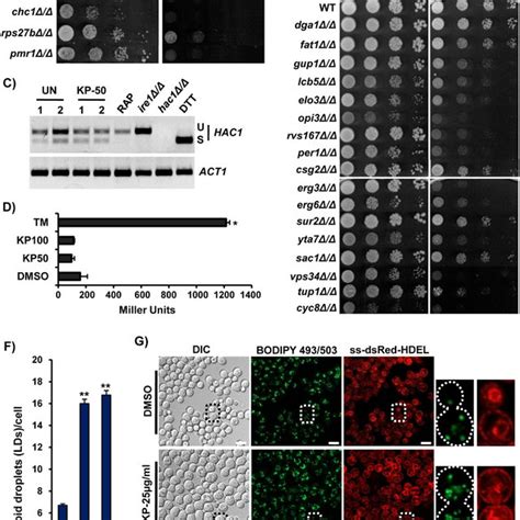 Kp1019 Treatment Causes Lipid Droplets Lds Accumulation A And B