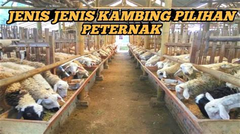 Memilih Kambing Yang Bagus Untuk Di Ternak Versi Akyasmunifchanel