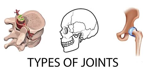 Understanding Different Types Of Joints - Learning Physio