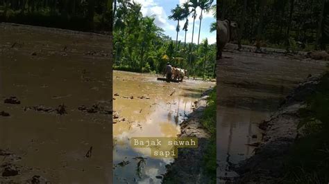 Bajak Sawah Sapi Tradisional YouTube