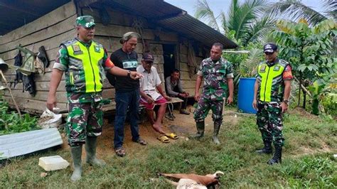 Harimau Kembali Serang Ternak Warga Di Peunaron Aceh Timur Seekor