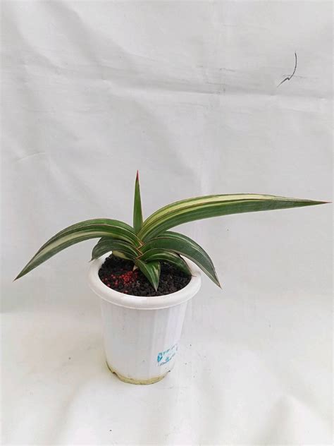 Sansevieria Robusta Dwarf White Varigated UXJ2DVKPF1 Furniture Home