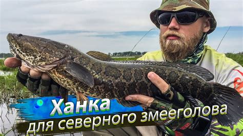 🇷🇺 ОГРОМНЫЕ ЗМЕЕГОЛОВЫ кидаются на поверхностные приманки. Рыбалка на ...