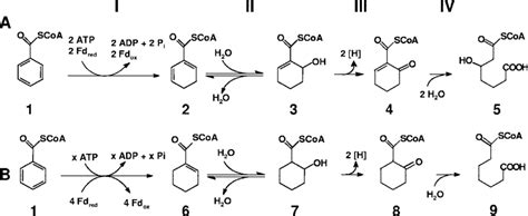 Initial Steps Of Benzoyl Coa Pathway In Thauera Aromatica A And