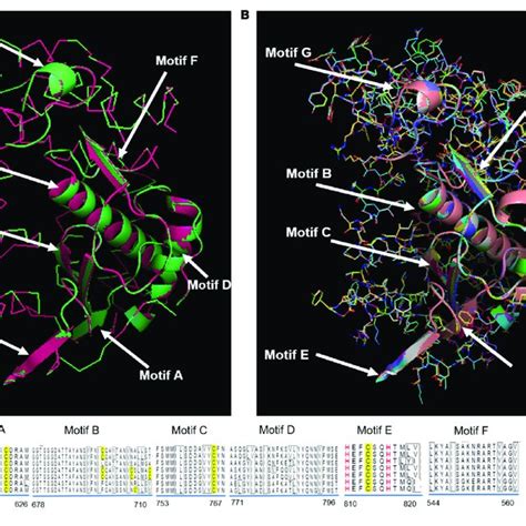 | Structural comparison of RdRp. (A) SARS-CoV-2 RdRp with SARS-CoV ...