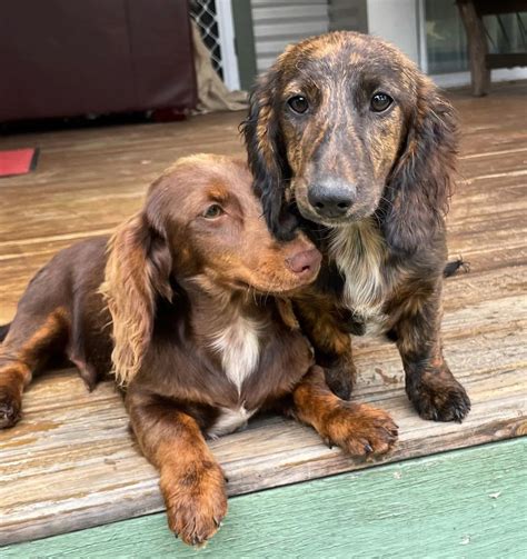 Brindle Dachshund: Everything About The Breed And Its Colors