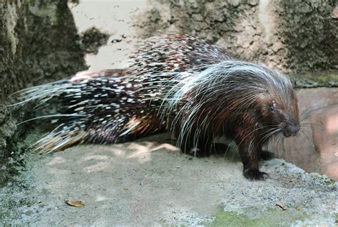 Puercoespín Características y Curiosidades Animales Salvajes