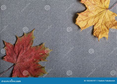 Fallen Autumn Leaves Of Different Colors Against The Background Of