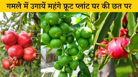 गमले में फ्रूट प्लांट कैसे उगाएं Gamle Me Fruit Plant Kaise Ugaye How To Grow Fruit Plant In