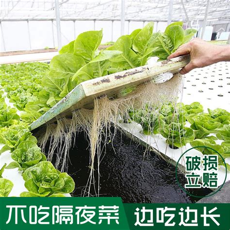 水培菜苗怎么种100种水培蔬菜家庭水培蔬菜大山谷图库