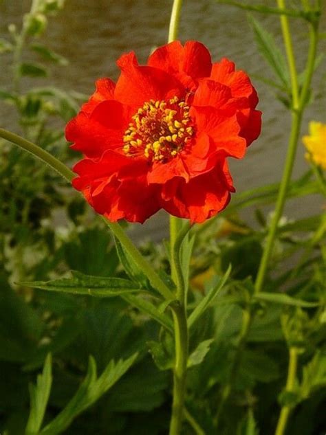 Flower Perennial Flower Geum Mrs Bradshaw 125 Quality Seeds Etsy Australia